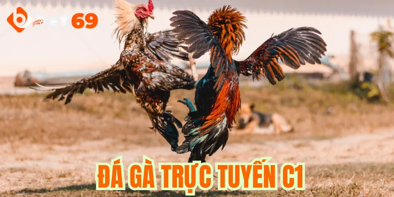 Đá gà trực tuyến C1 là gì?