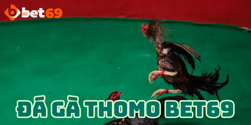 Tìm hiểu về đá gà Thomo tại Bet69
