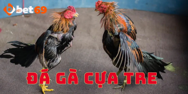 Tìm hiểu về hình thức đá gà cựa tre